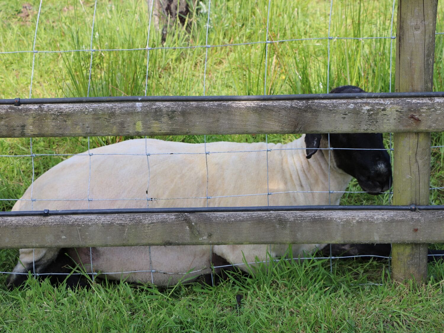 Una oveja detrás de una cerca de madera en un campo cubierto de hierba.