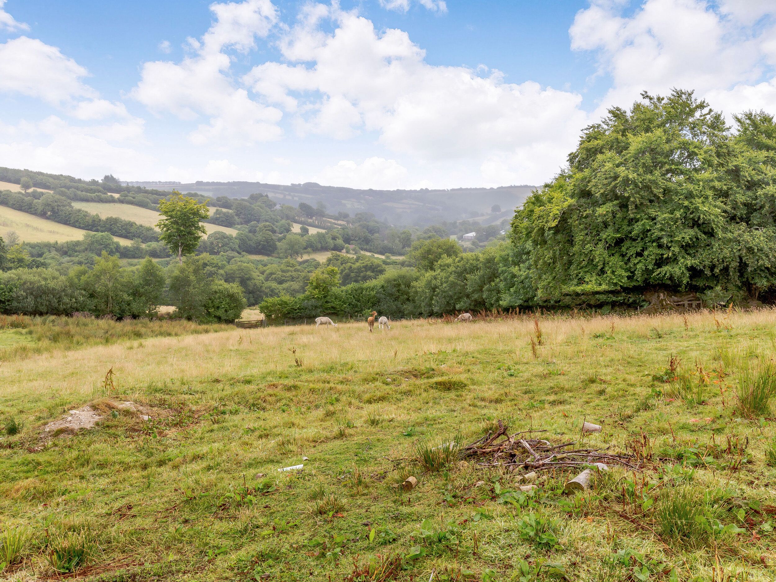 A grassy field with a large tree and rolling hills in the background.