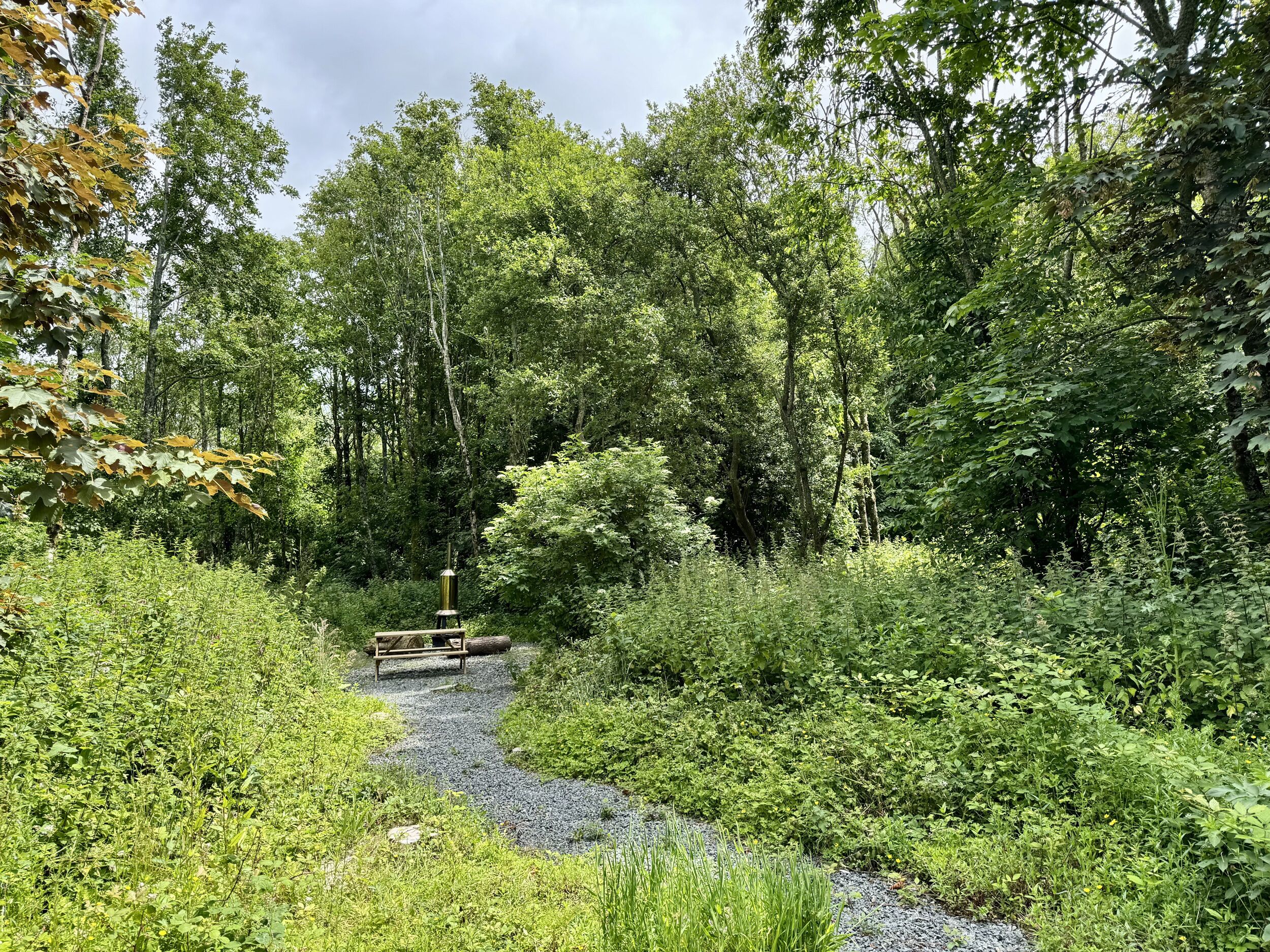 A natural setting with a gravel path leading to a wooden bench surrounded by dense greenery and trees.