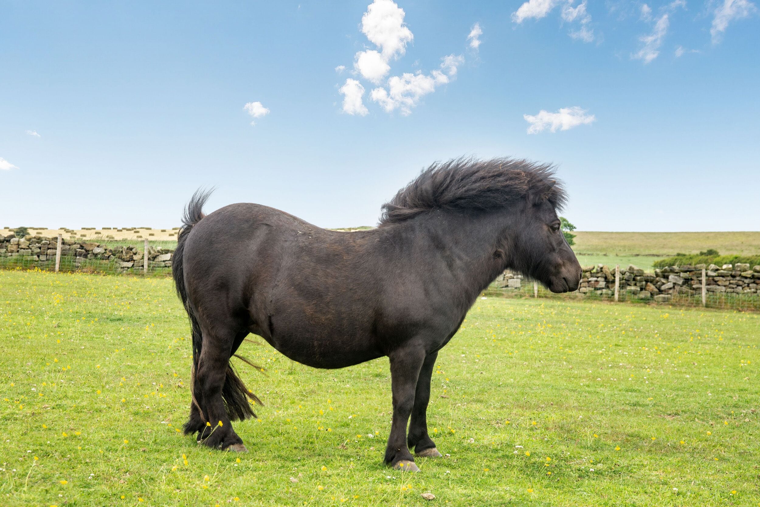 Un cheval noir se tient dans un champ herbeux, avec un mur de pierres et une clôture en arrière-plan.