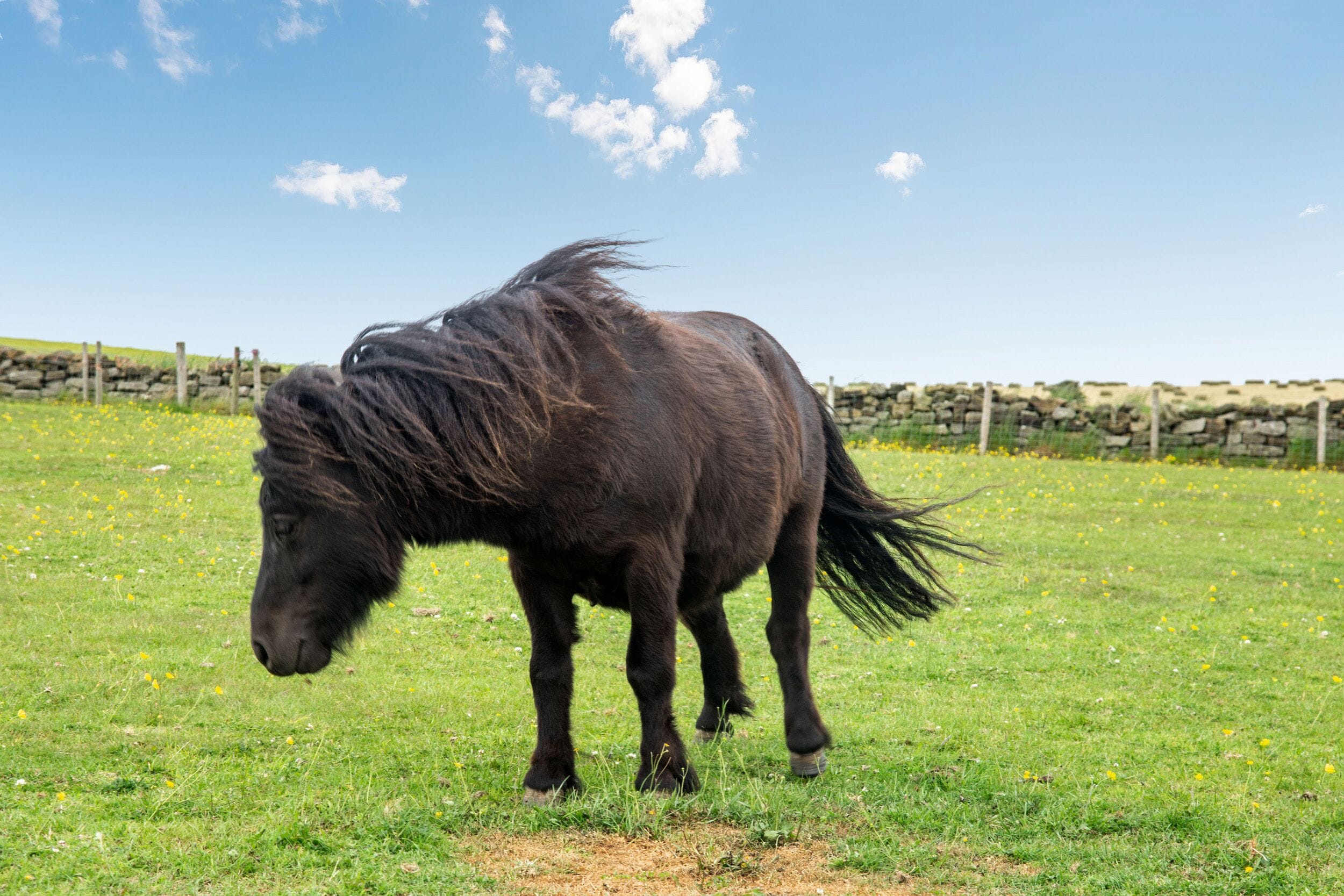 A pony grazing in a grassy field with a stone wall in the background.