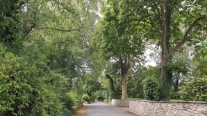 A narrow road flanked by dense greenery and a stone wall. - Palm Court (Carnforth)