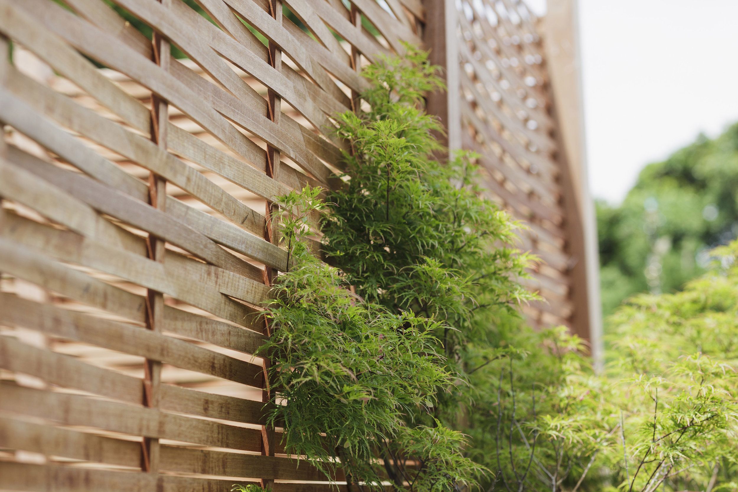 Una estructura de celosía de madera con follaje verde creciendo a través de ella.
