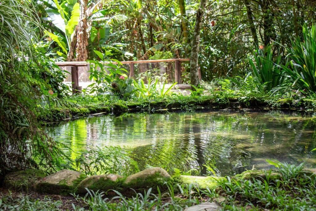 A natural pond surrounded by dense greenery and a wooden fence.