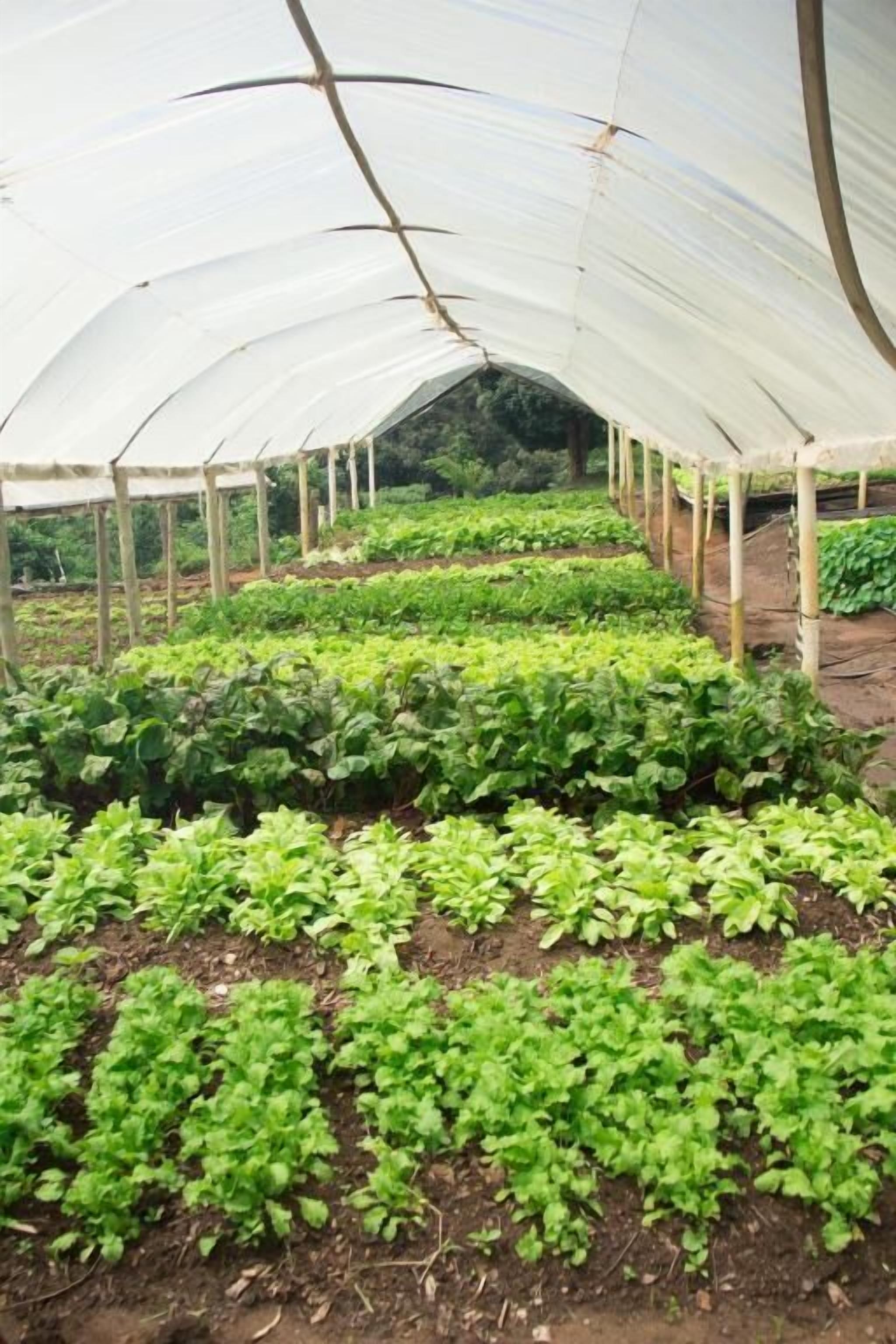 Un invernadero con hileras de plantas verdes y frondosas bajo un toldo blanco.