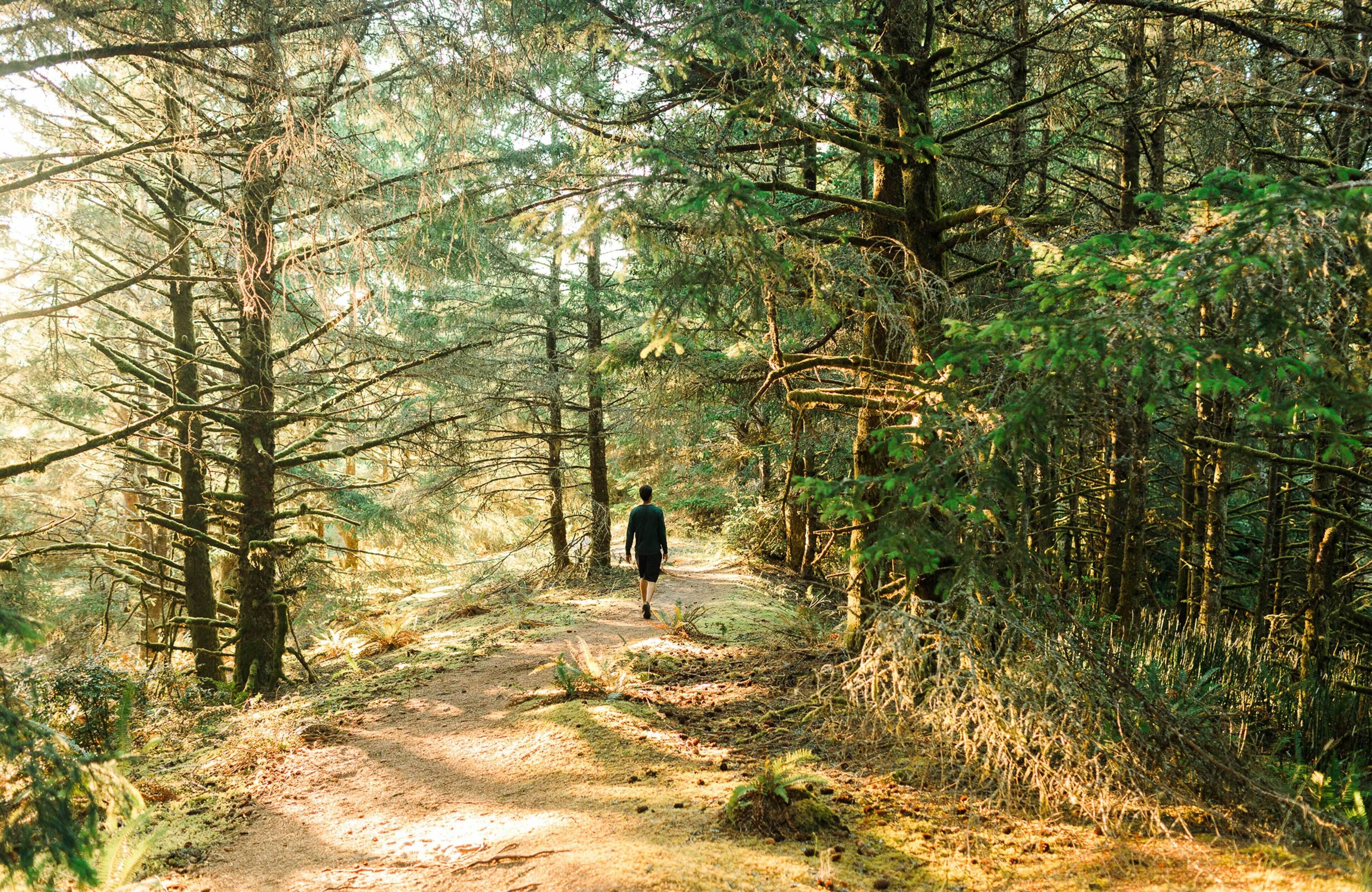 Un sendero en el bosque con una persona caminando alejándose de la cámara.