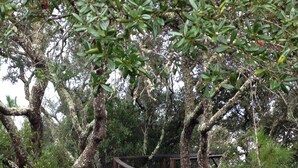 A wooden boardwalk surrounded by trees with moss-covered trunks. - Indian Pass Fun,  Private & Cozy Beach Cottage--The Barnacle (Port St Joe)