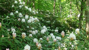 A dense forest with white flowers and green foliage. - 1 bedroom with SPA bathroom and mountainside deck  (Jim Thorpe)