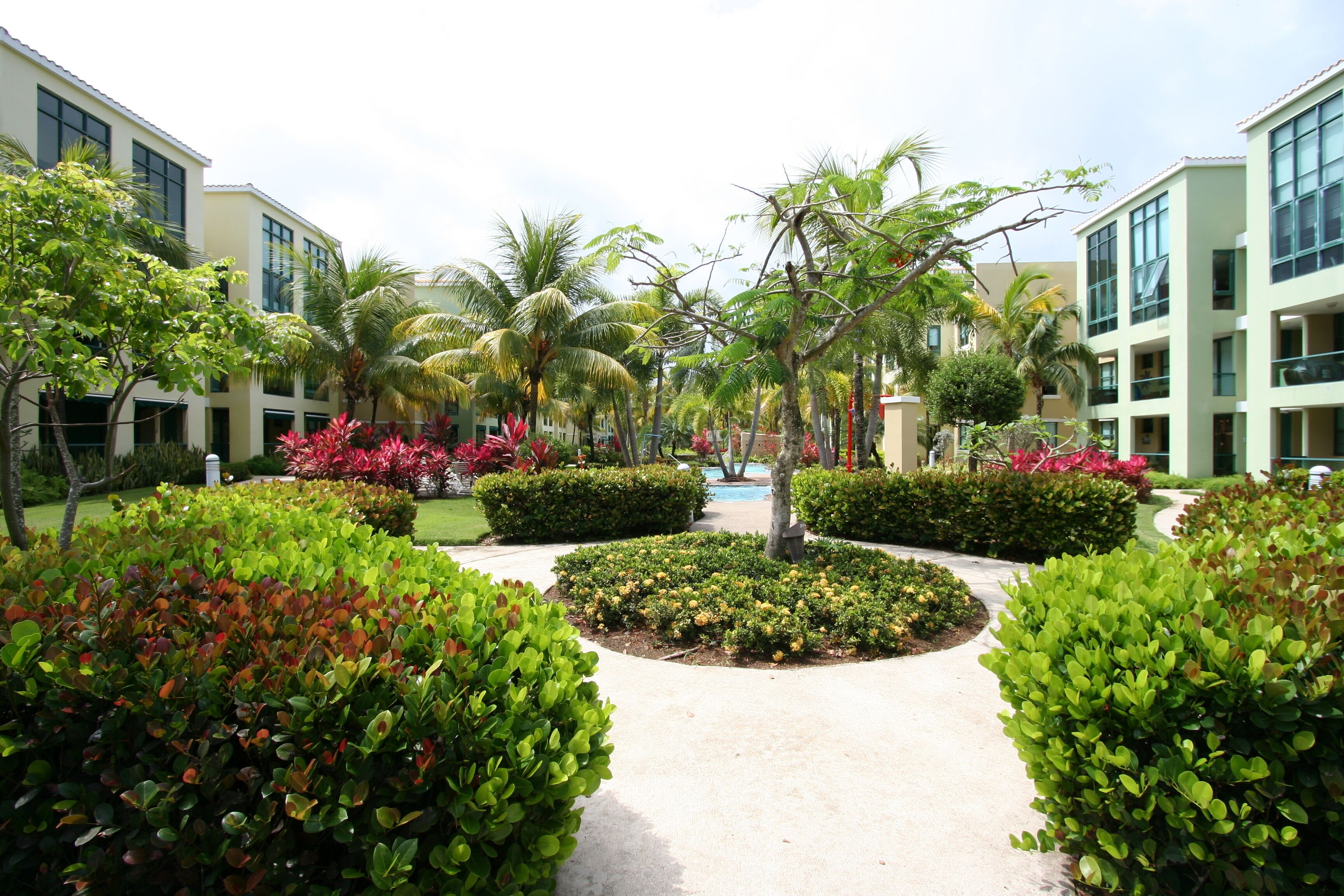 A pathway flanked by manicured hedges and palm trees, leading to a building with large windows and a modern design.