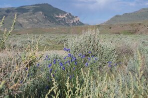 Un paysage naturel avec des montagnes en arrière-plan et un champ de fleurs bleues au premier plan.