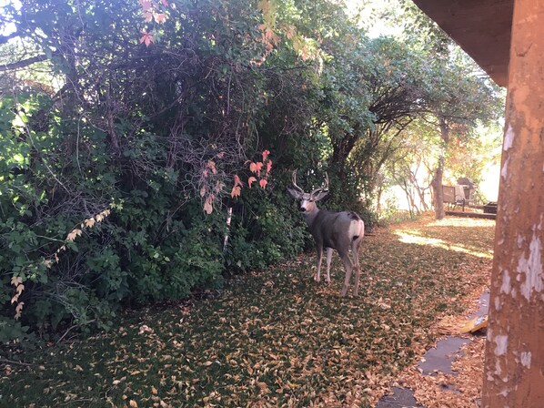 Un cerf dans une zone boisée, sur un sentier recouvert de feuilles mortes.