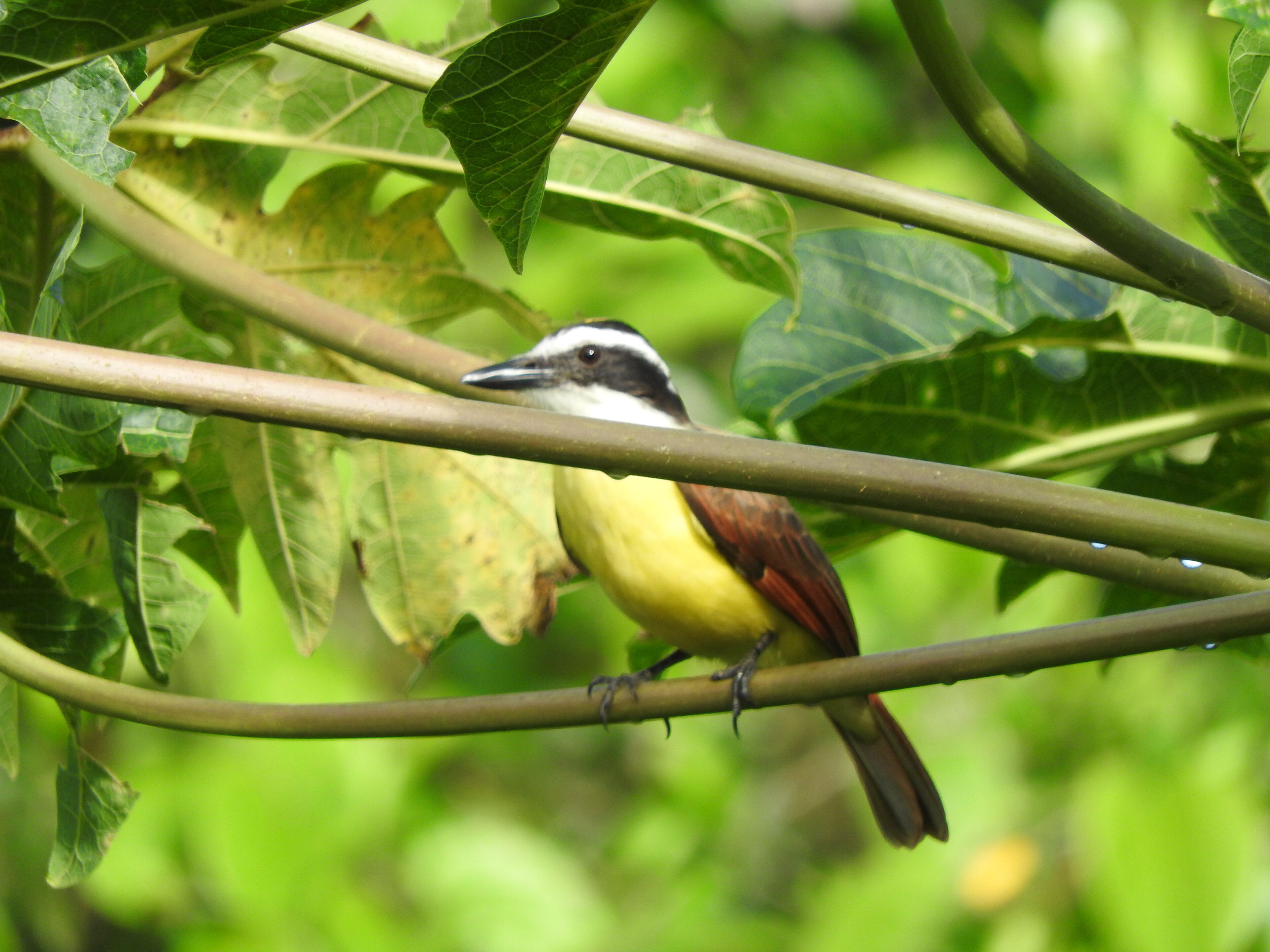 Un oiseau est perché sur une branche, avec des feuilles vertes en arrière-plan.