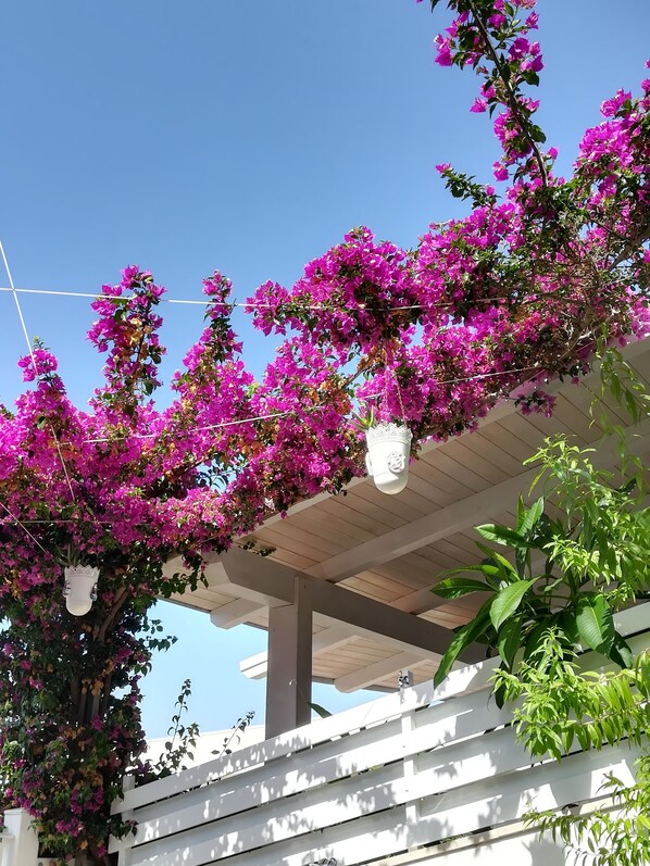 A pergola with pink bougainvillea flowers and hanging planters.