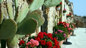 A row of potted cacti and flowers against a stone wall. - Marina di Ragusa - House with garden (Santa Croce Camerina)