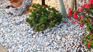 Un jardin avec un mur de pierre, différentes plantes, un cactus et un objet en céramique posé sur le sol.