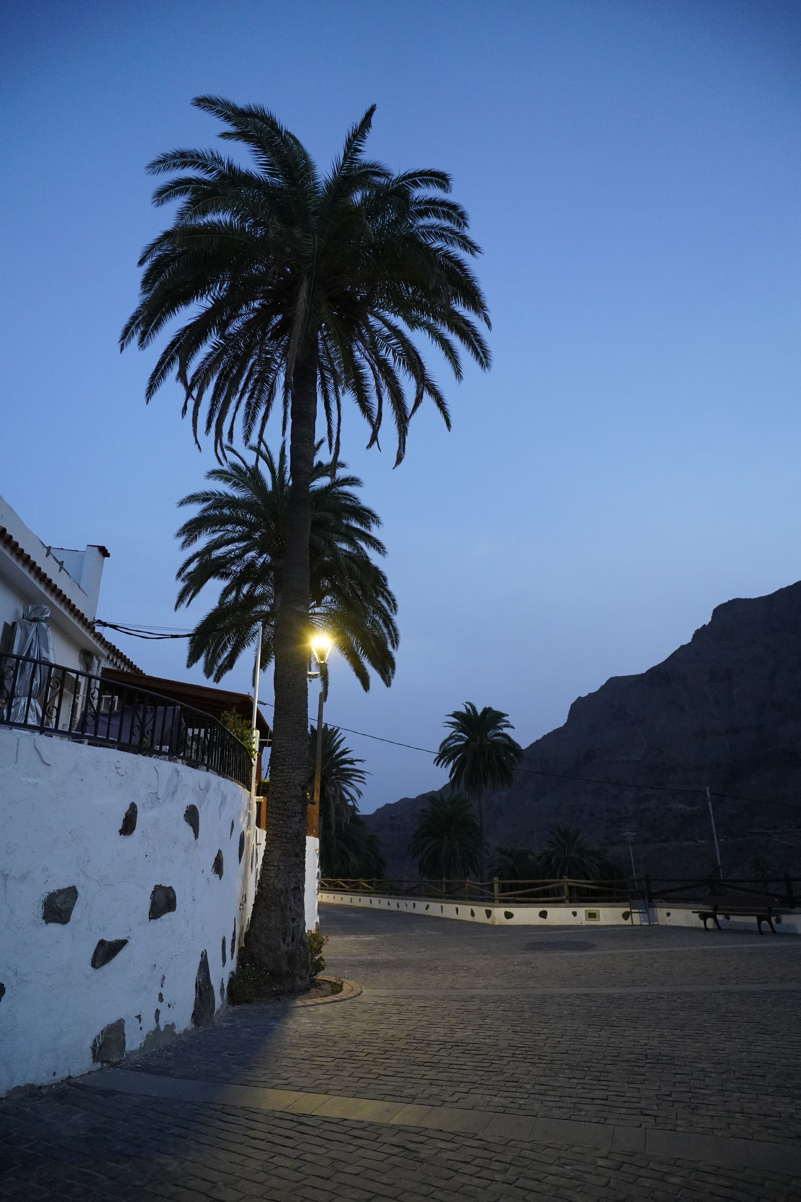Un sendero pavimentado con una palmera y una farola.