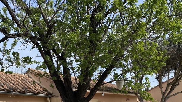 A courtyard with a large tree, potted plants, a wooden deck, and a table with a red tablecloth. - Sarrians rental for 4 people, pets welcome.  (Sarrians)