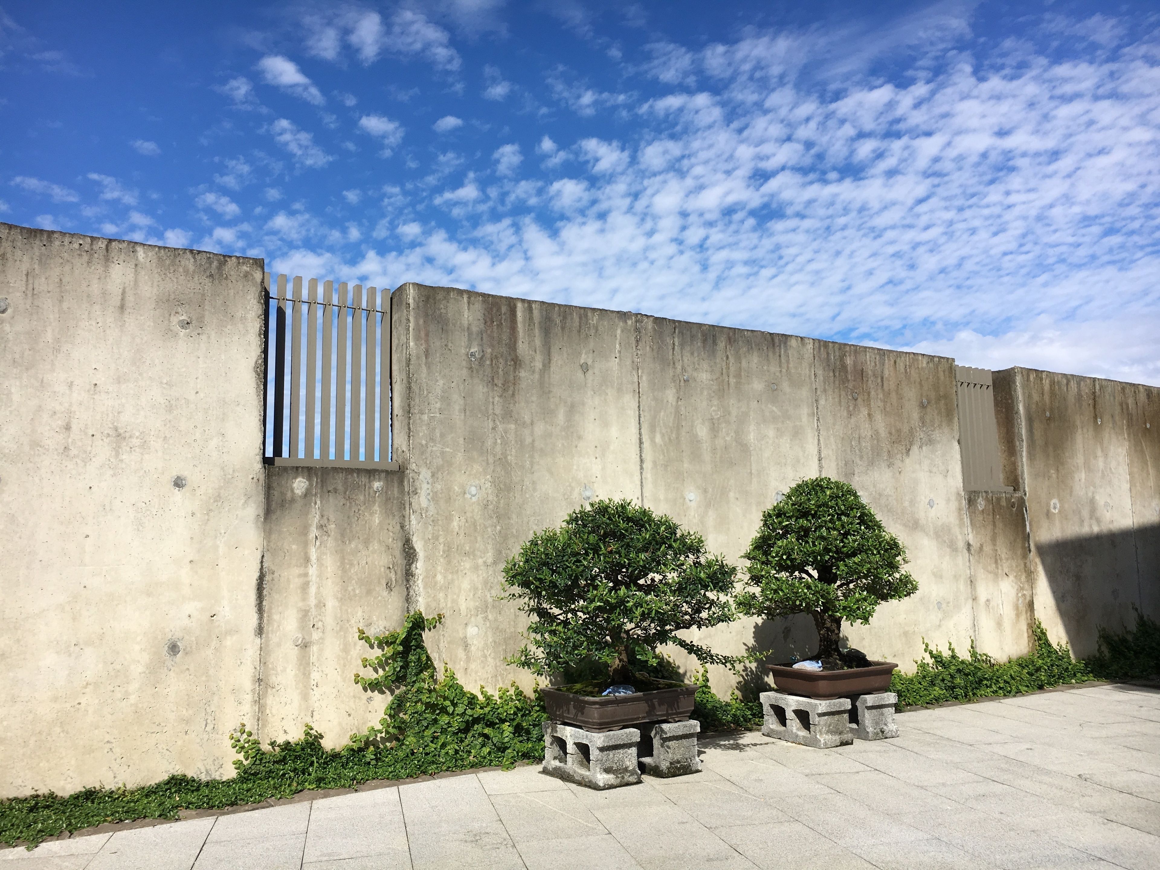 A concrete wall with a metal gate, two potted trees, and a clear sky.