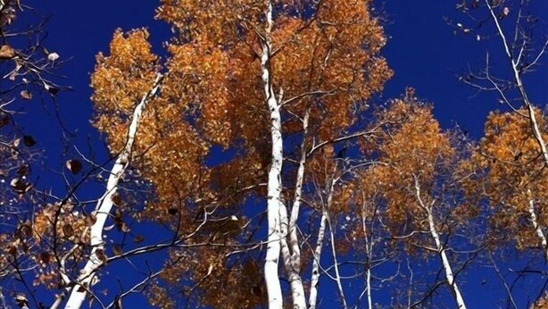 Tall birch trees with autumn leaves against a clear blue sky. - Luxury Condo, Private Hot Tub, Perfectly Located (Frisco)