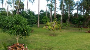 Property grounds - Private Suite on 3 Acres in North Naples! (Naples)