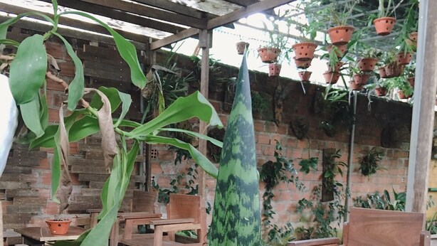 A covered outdoor seating area with wooden tables and chairs, surrounded by potted plants and hanging planters. - Hani House (Pleiku)