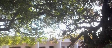 A building with a white exterior, a tree in the foreground, and a clear sky.