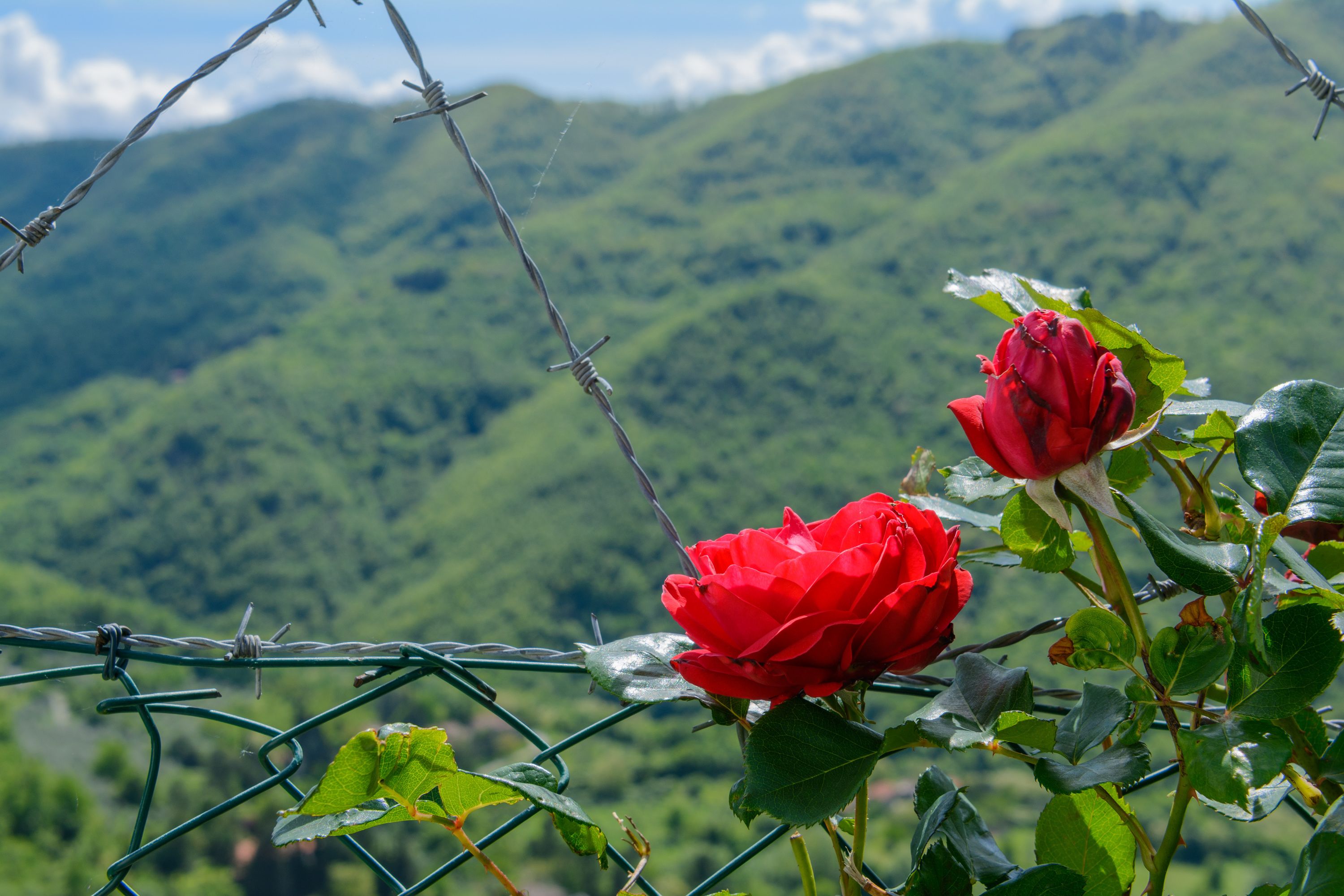 Eine rote Rose hinter einem Stacheldrahtzaun, im Hintergrund eine gebirgige Landschaft.