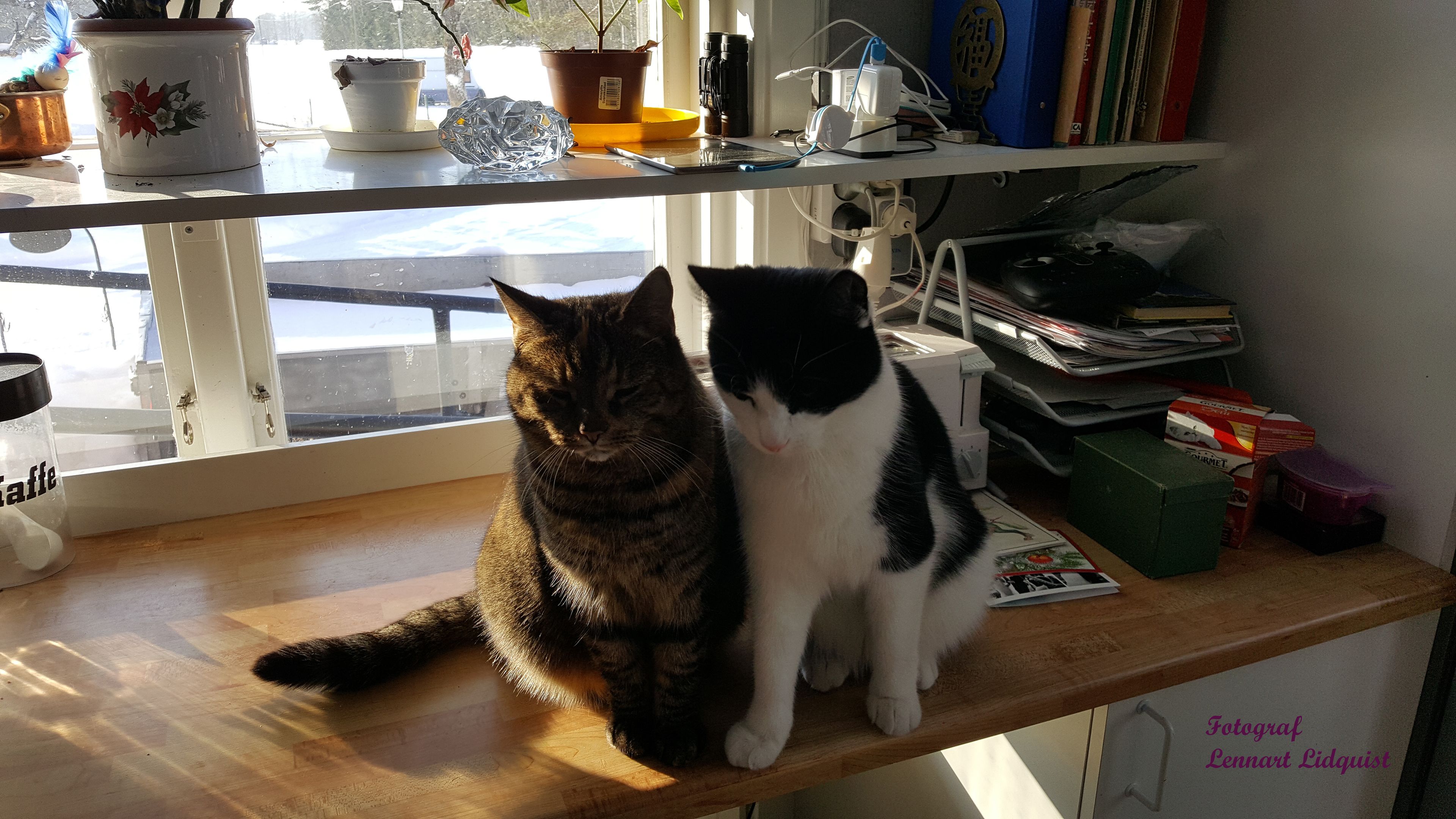 Two cats sitting on a wooden shelf with various items like a potted plant, books, and a coffee maker.