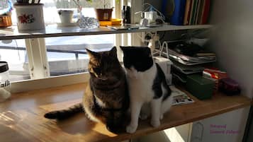 Two cats sitting on a wooden shelf with various items like a potted plant, books, and a coffee maker.