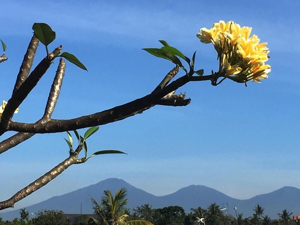 Una rama con una flor amarilla y hojas verdes frente a un cielo azul despejado con montañas al fondo.