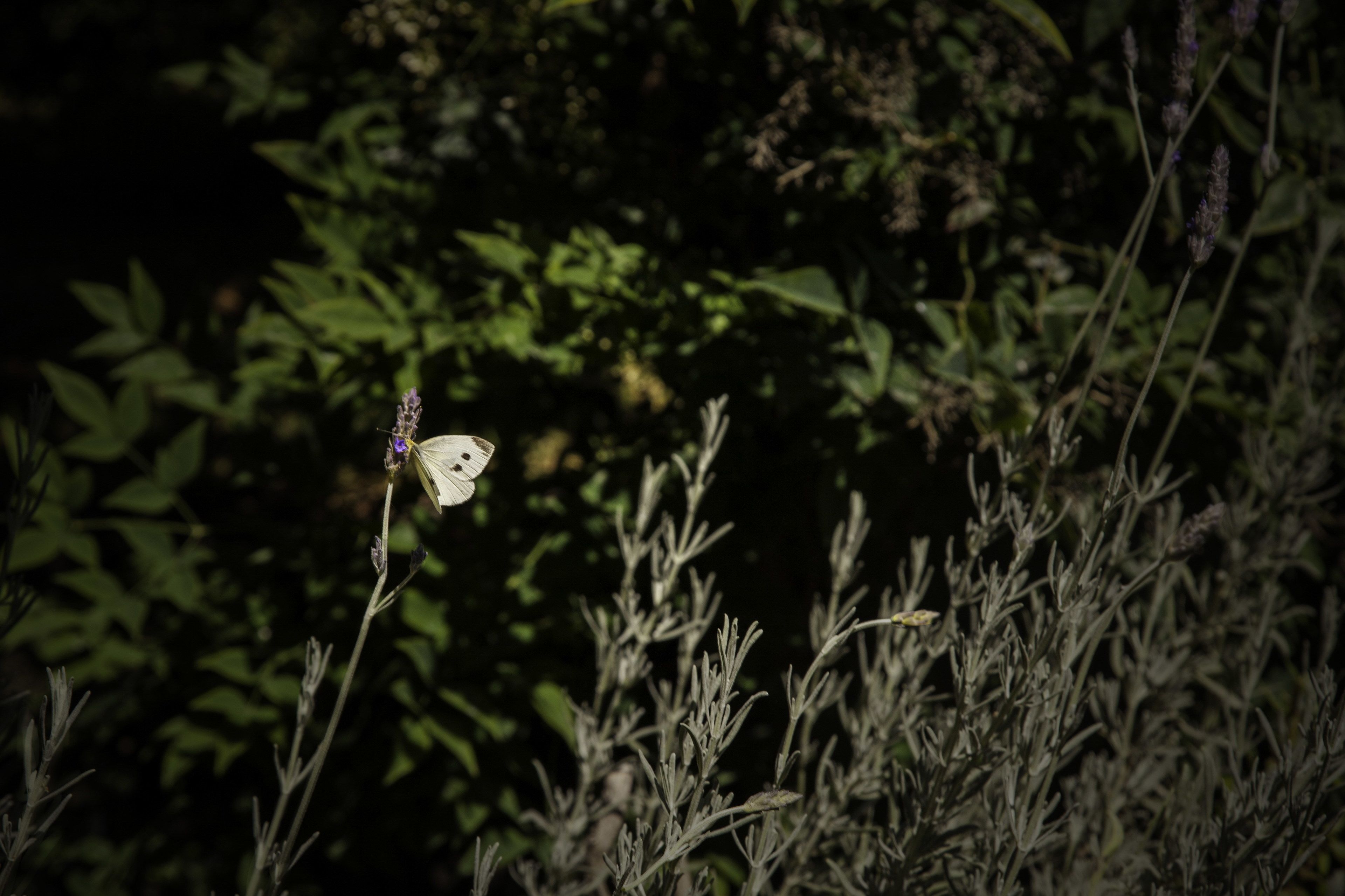 A butterfly on a plant in a natural setting.