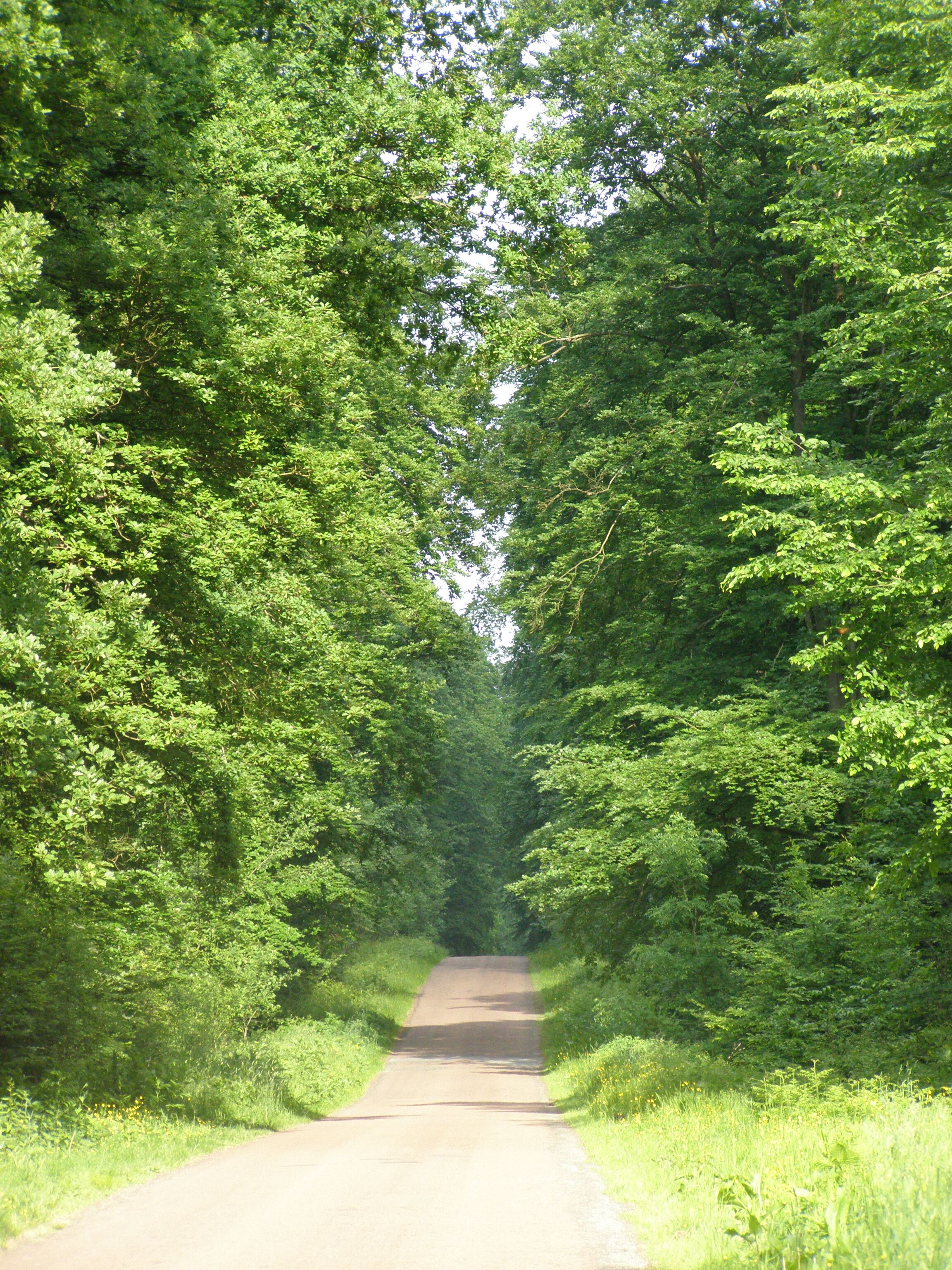 A narrow, tree-lined road with dense foliage on both sides.