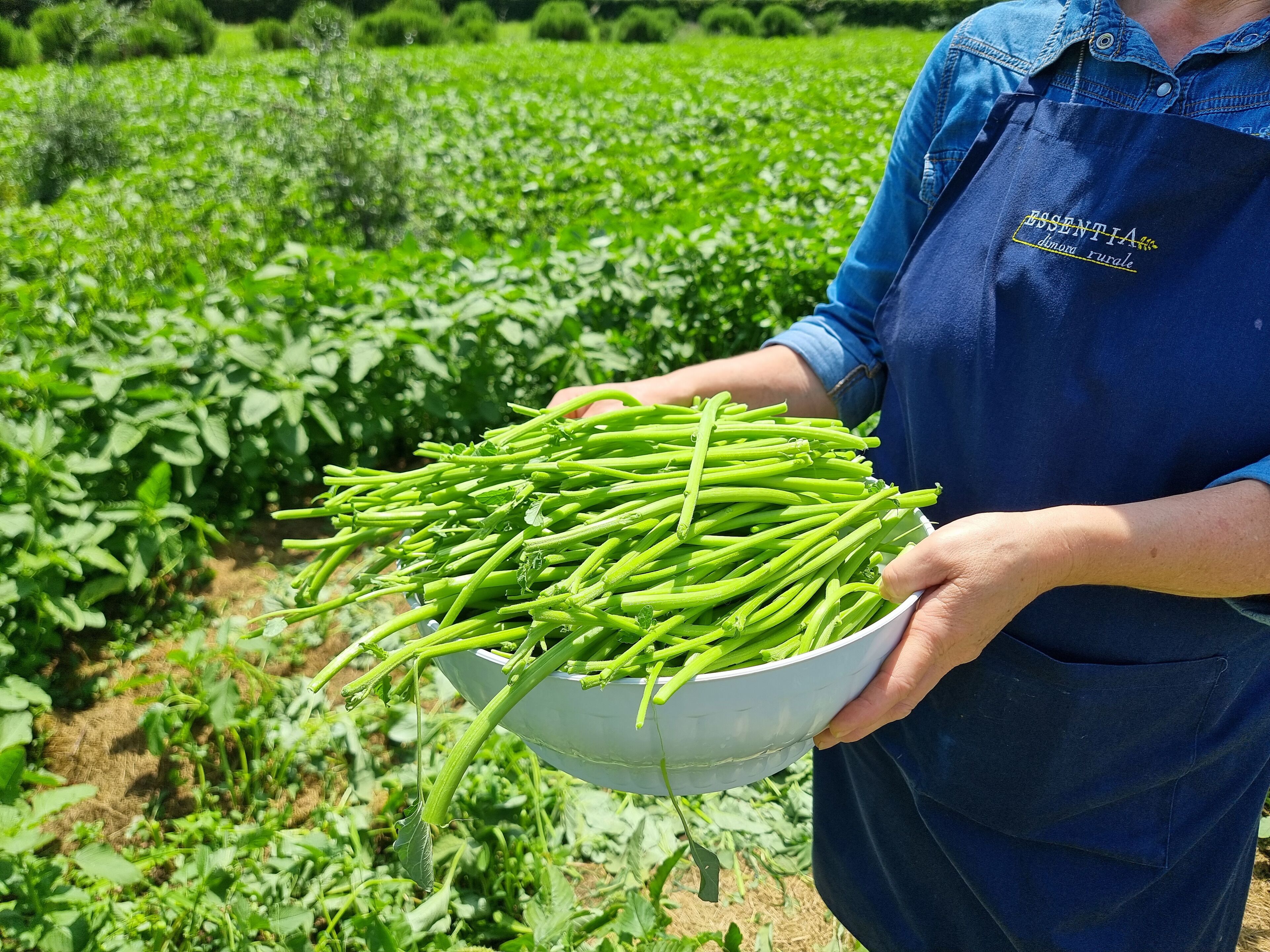 A person holding a bowl of green beans in a field.