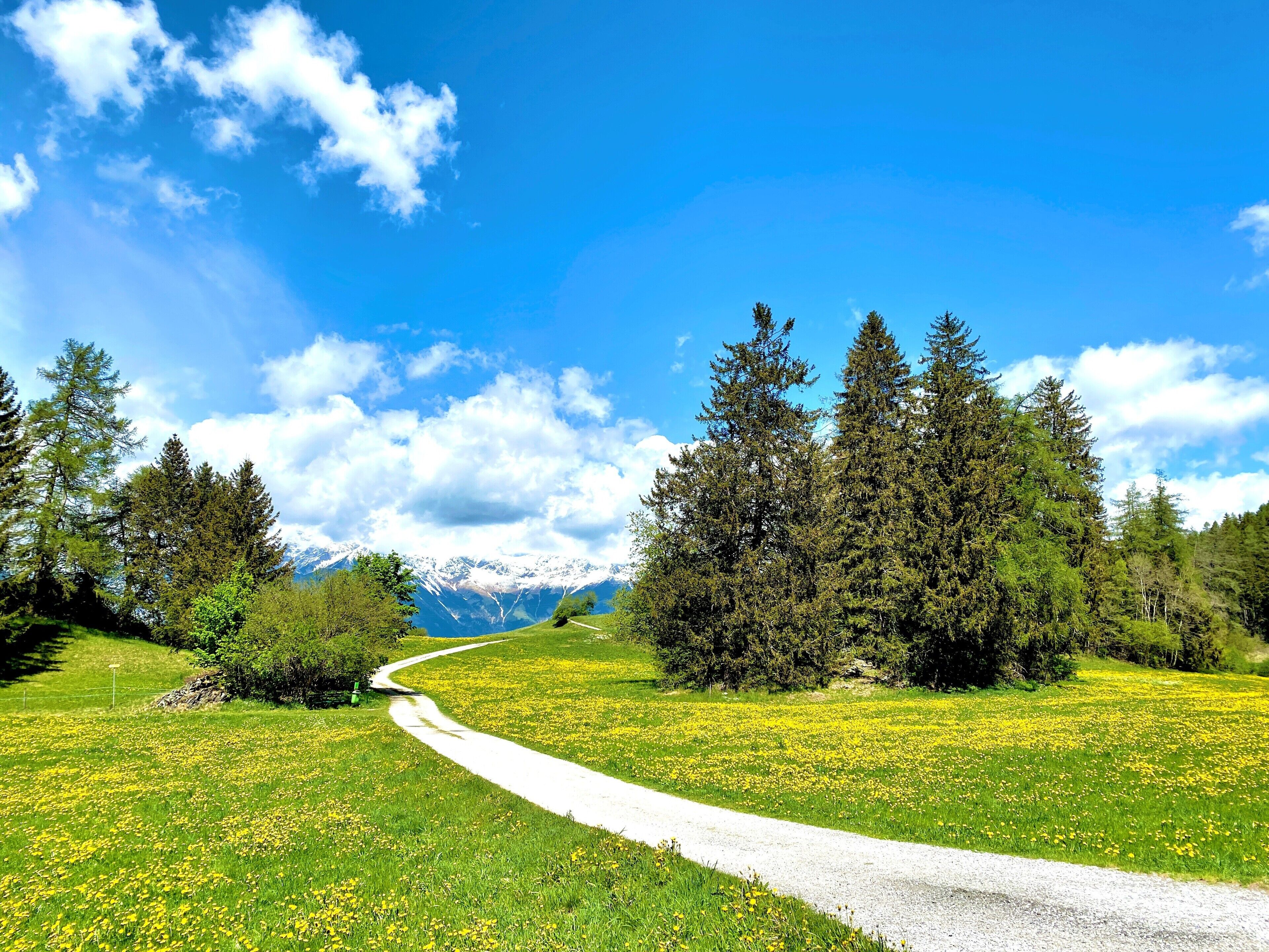 A scenic pathway through a meadow with yellow flowers, surrounded by trees and mountains in the background.
