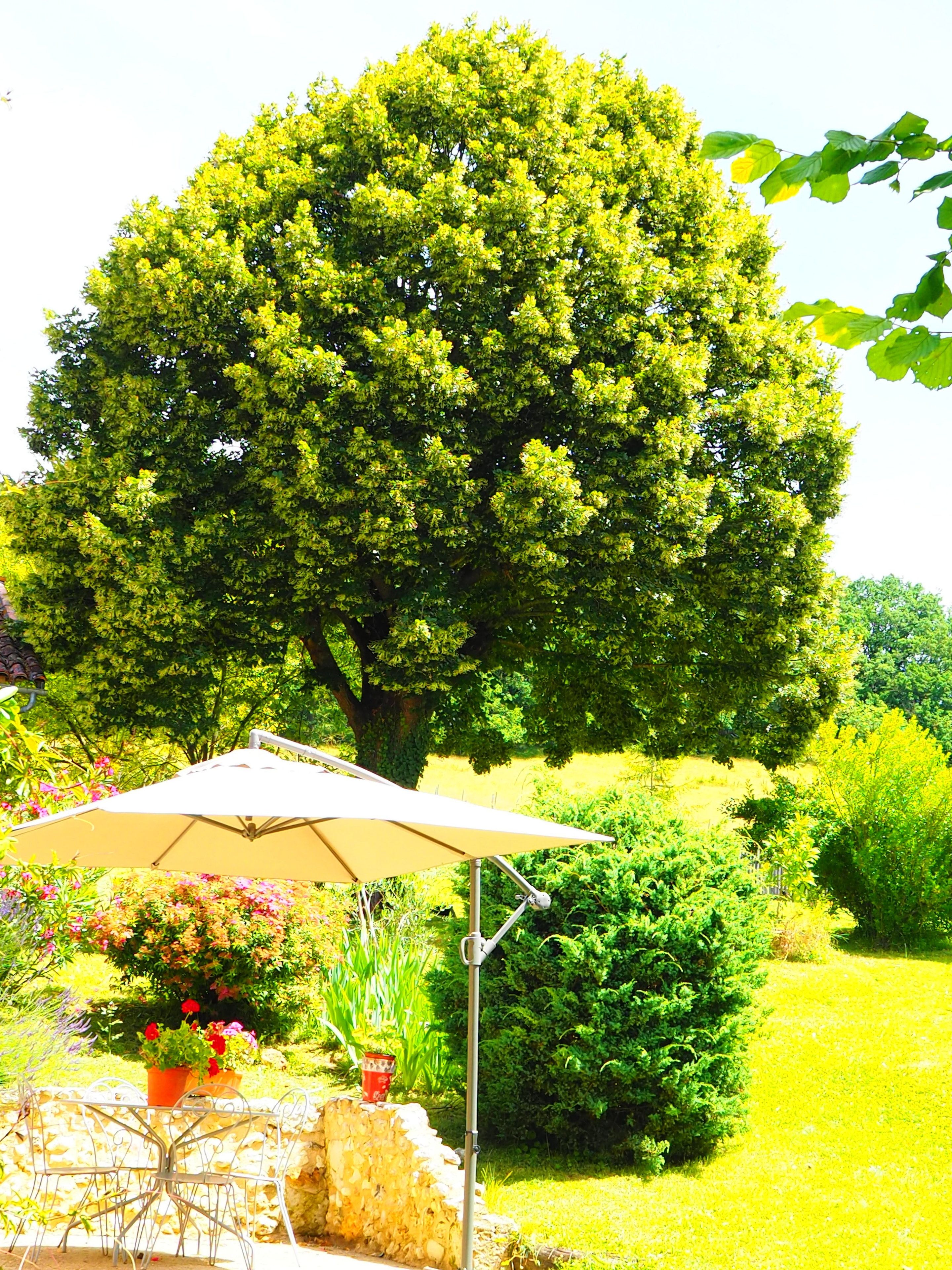 A garden with a large tree, a table with chairs, and a patio umbrella.