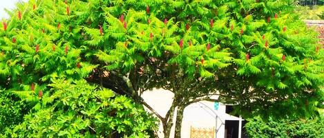 A lush green tree with red flowers in a garden setting.