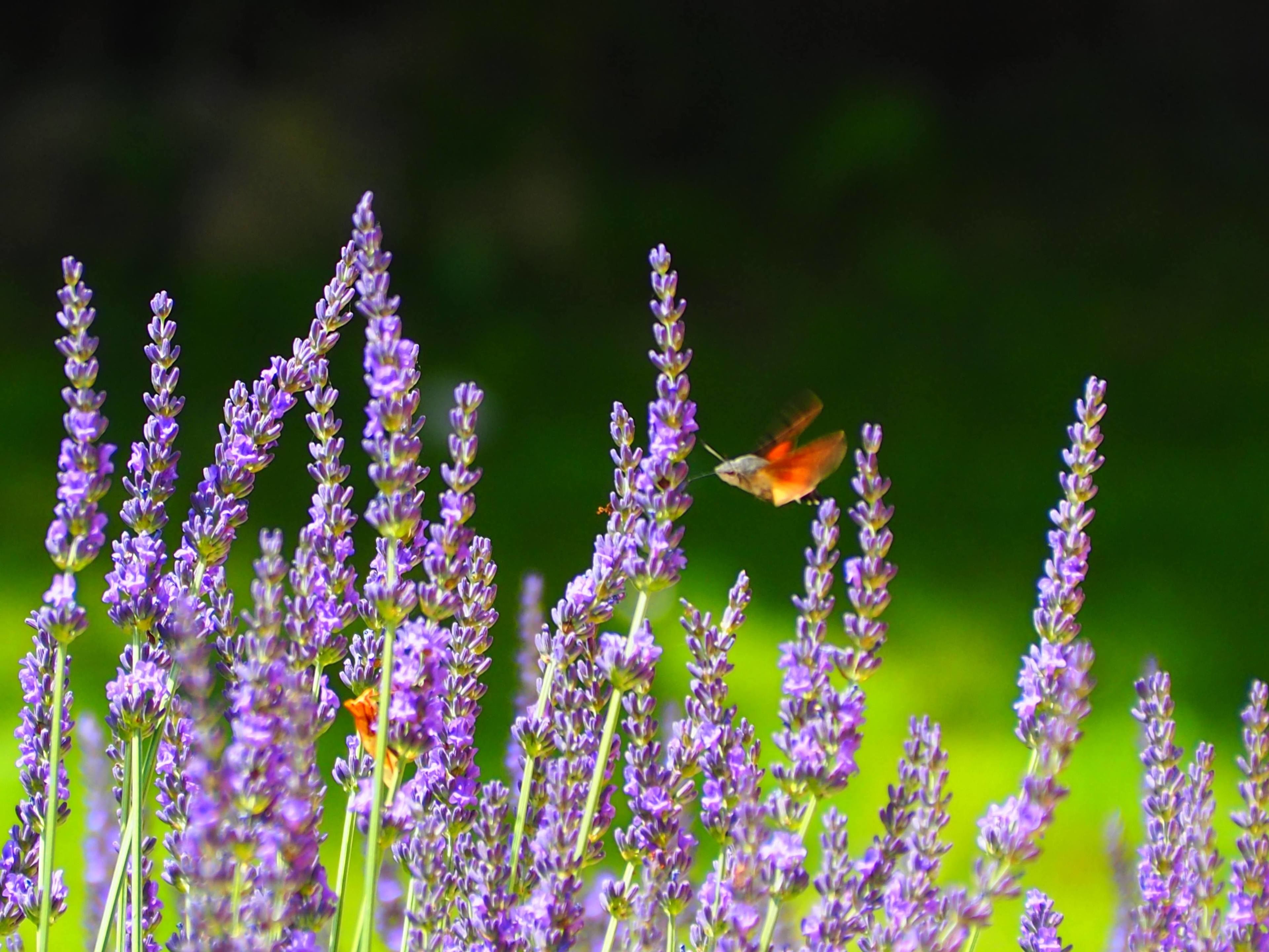 Primer plano de flores moradas con un colibrí en vuelo.