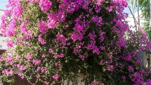 A building with a wooden door and a green door, surrounded by pink flowering trees. - Pallazzo Fortezza (Rethymno)