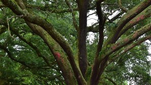 A large tree with a bench underneath it. - Farm Stay: Come Stay With Us (Fairhope)
