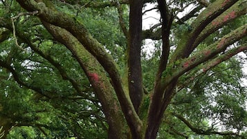 Área da propriedade