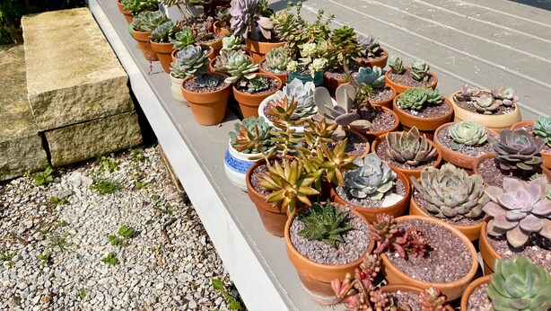 A variety of potted succulents arranged on a wooden deck. - Decorah House- Airy, modern, full of natural light, 5 blocks to downtown (Decorah)