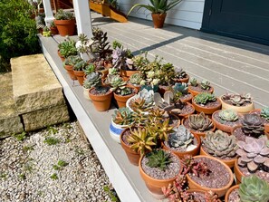 A variety of potted succulents arranged on a wooden deck. - Decorah House- Airy, modern, full of natural light, 5 blocks to downtown (Decorah)