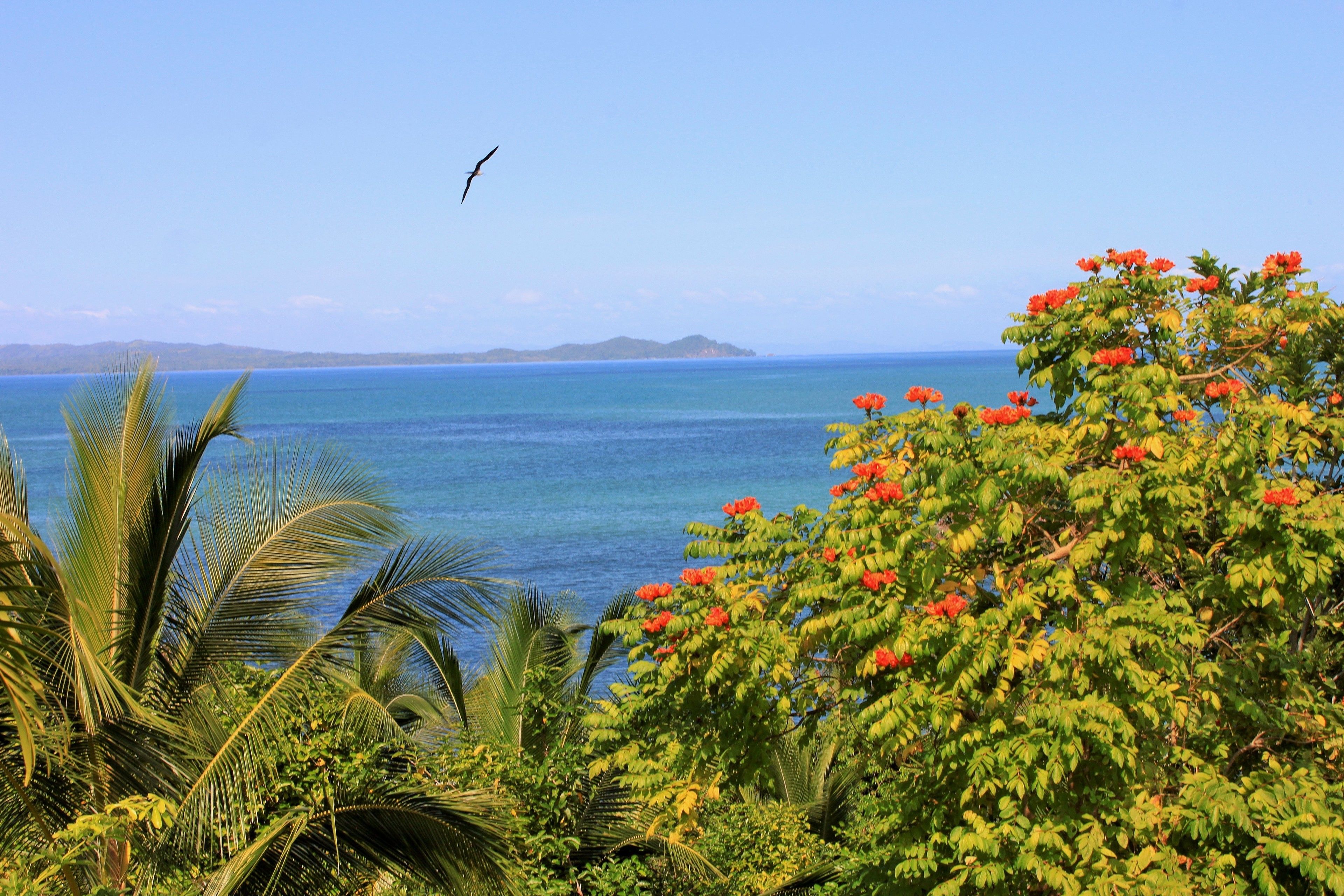 A tropical beach with clear blue water, palm trees, and red flowers.