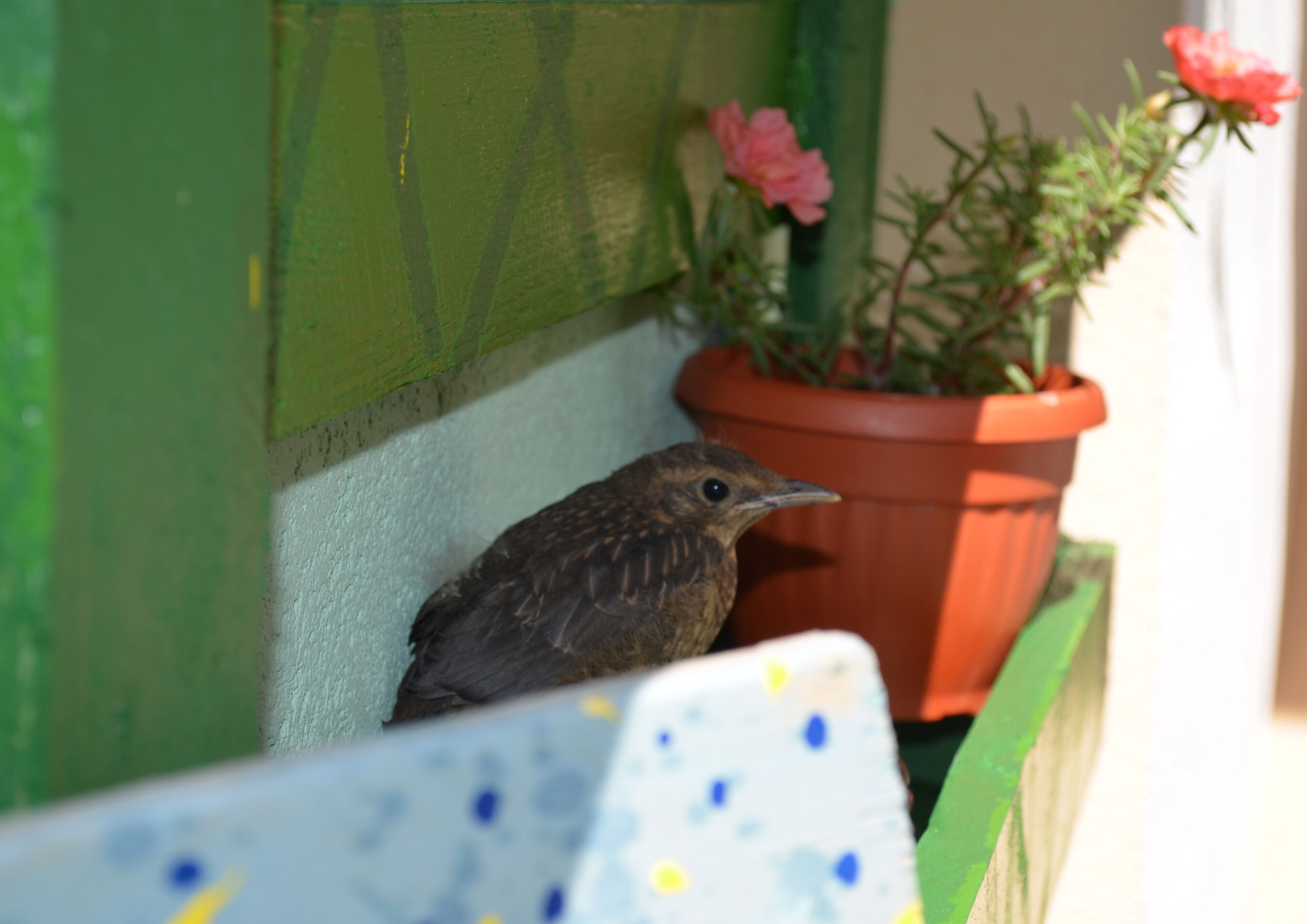 Een vogel zit op een groene constructie, met een rode bloempot ernaast.
