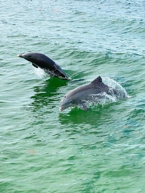 Beach towels - Affordable luxury yacht charters. (Key Largo)