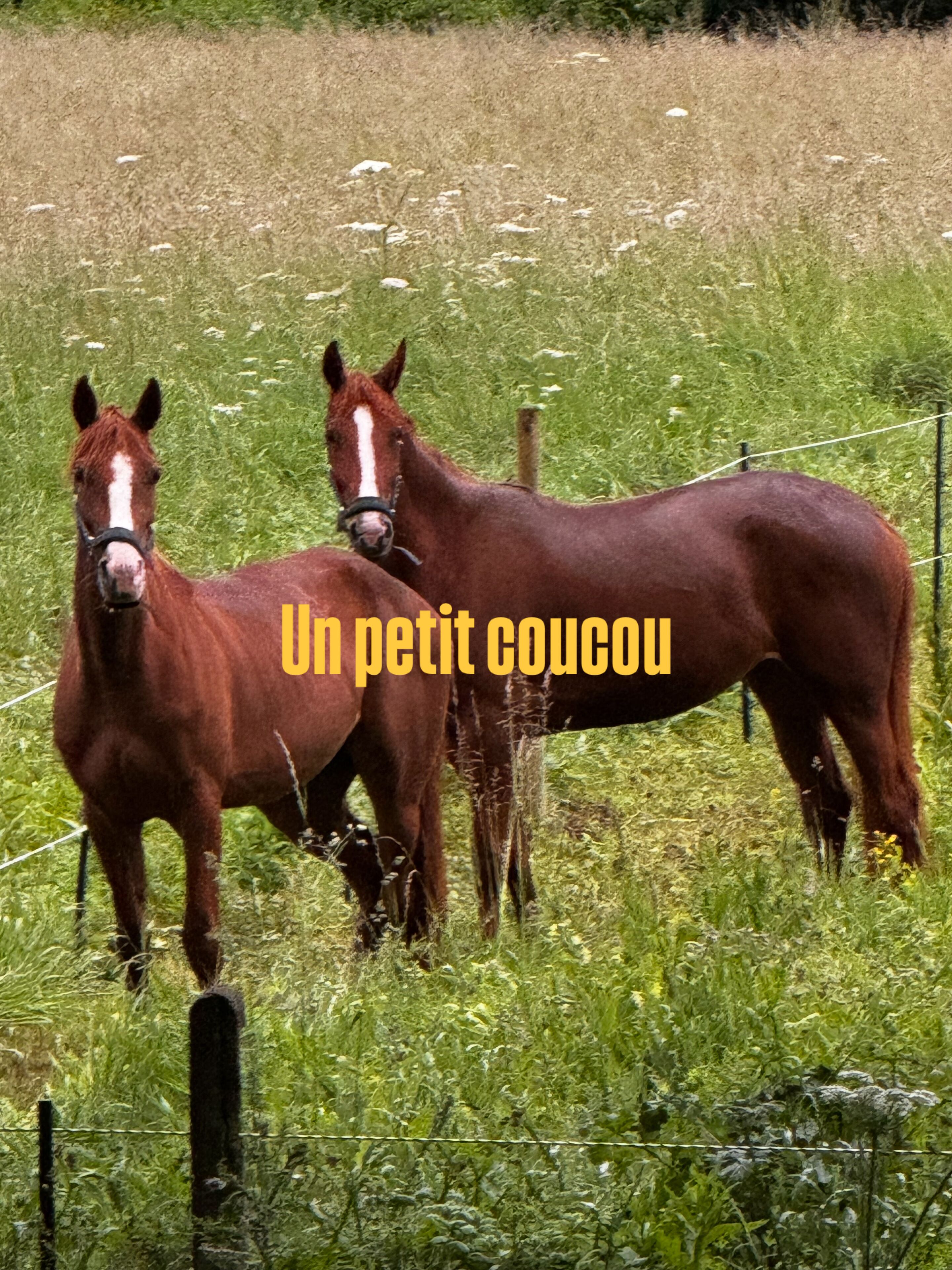 Two horses standing in a grassy field with a fence in the background.