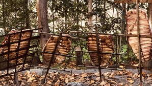 A rotisserie with meat being cooked outdoors, surrounded by trees and dry leaves. - Lo del Colo (Canning)