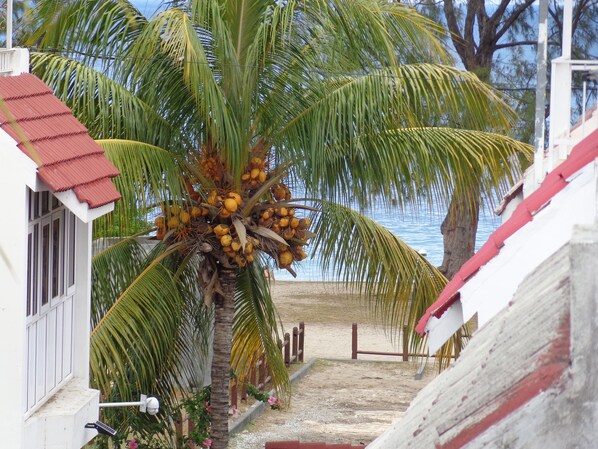 Una palmera con cocos frente a un edificio blanco de techo rojo.