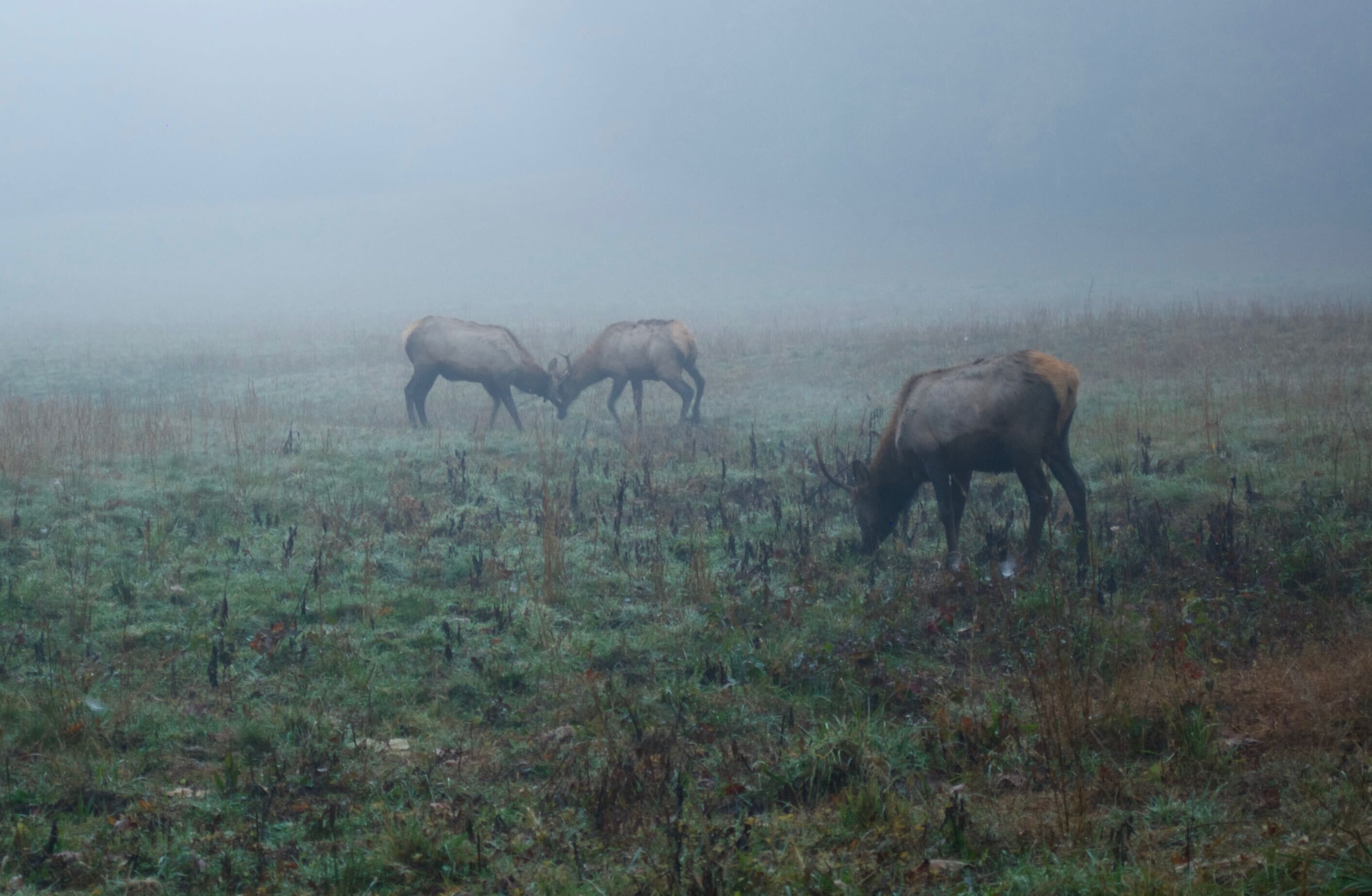 A foggy field with three horses grazing.