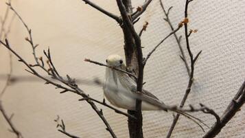 A bird perched on a branch.
